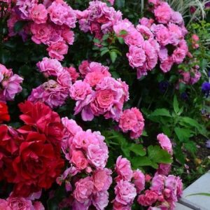 RÓŻA OKRYWOWA - HAY FIVE