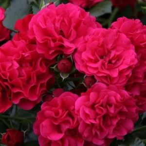 RÓŻA OKRYWOWA - GARTNERFREUDE