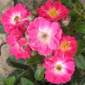 RÓŻA MINIATUROWA - DEGENHARD