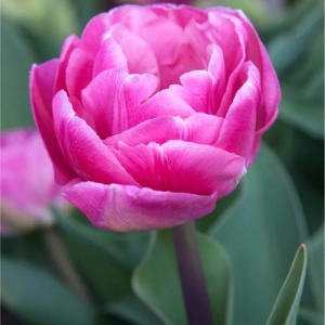 TULIPAN - CANDY TIME