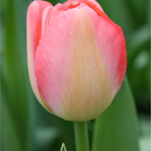 TULIPAN - JUDITH LEYSTER