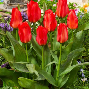 TULIPAN - ORIENTAL BEAUTY