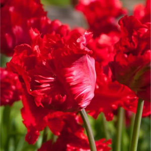 TULIPAN - RED MADONNA