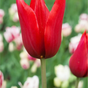 TULIPAN - RED STREET