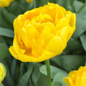 TULIPAN - YELLOW MARGARITA