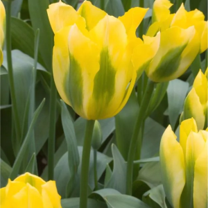TULIPAN - YELLOW SPRING GREEN