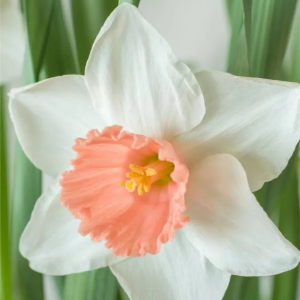 NARCYZ - SOFIA GEERTRUIDA