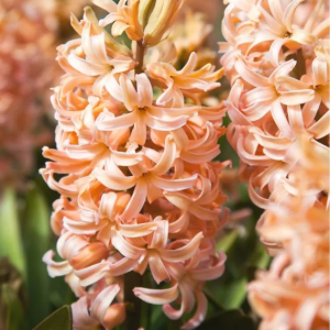 HIACYNT - ORANGE LION