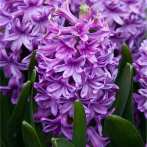 HIACYNT - PURPLE VOICE