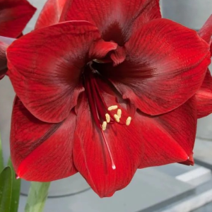 ZWARTNICA - ROYAL VELVET