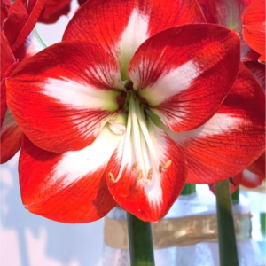 ZWARTNICA - STARGAZER