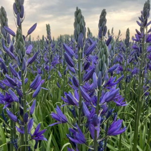 KAMASJA LEICHTLINA - MAYBELLE