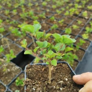 Lilak Meyra Palibin P9 doniczka OKAZJA