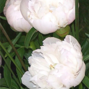 PIWONIA - ALBA PLENA