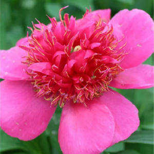 PIWONIA - ANEMONIFLORA