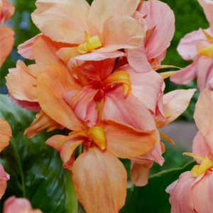 PACIORECZNIK - APRICOT FROST