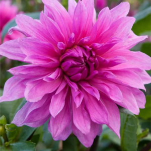 DALIA - BABYLON PURPLE