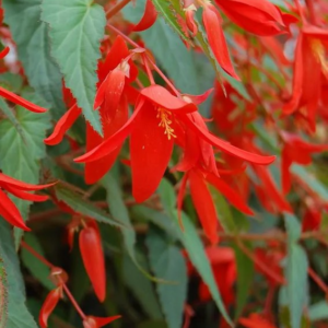 BEGONIA - BERTINII SANTA CRUZ