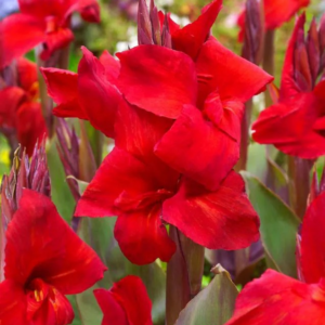 PACIORECZNIK - BLACK KNIGHT