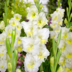 MIECZYK - BREAK A DAWN