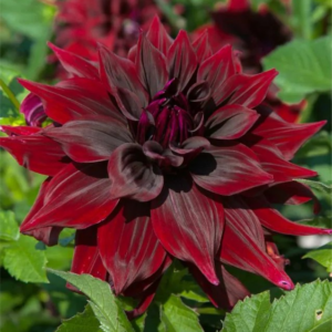 DALIA - BRIGITTA ALIDA