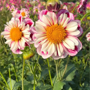 DALIA - BUMBLE RUMBLE