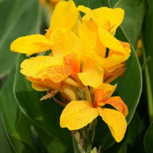 PACIORECZNIK - CABALLERO