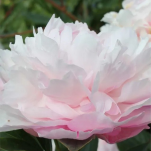 PIWONIA - CATHARINA FONTIJN