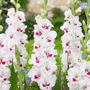 MIECZYK - CERA CORSAGE