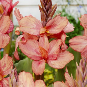 PACIORECZNIK - CHAMPION