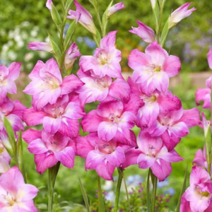 MIECZYK - CHARM TUBERG.