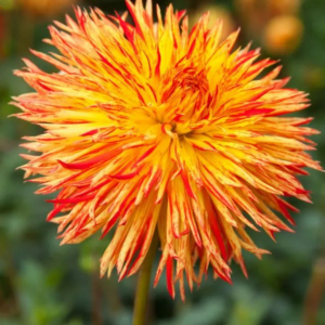 DALIA - CHEYENNE CHIEFTAIN