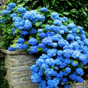 K19 NIEBIESKA HORTENSJA NIKKO BLUE