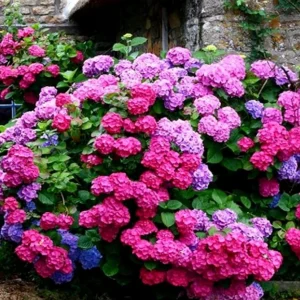 K18 TĘCZOWA Hortensja 'DEUTSCHLAND' ŁADNE SADZONKI