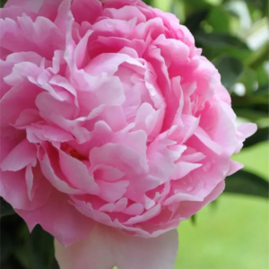 PIWONIA - DINNER PLATE