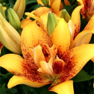 LILIA - DOUBLE NUGGET