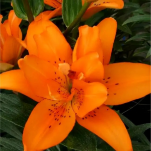 LILIA - DOUBLE PRINCESS