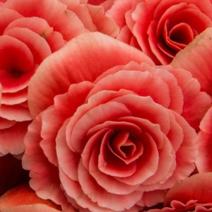 BEGONIA - DOUBLE SALMON