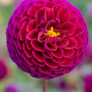 DALIA - DOWNHAM ROYAL