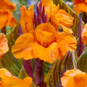 PACIORECZNIK - DURBAN