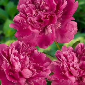 PIWONIA - EDULIS SUPERBA