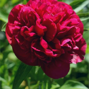 PIWONIA - ELIZA LUNDY