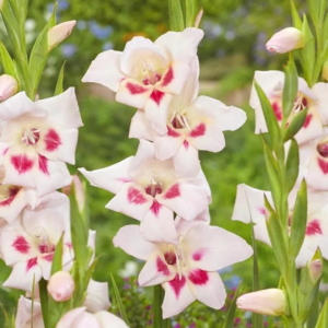 MIECZYK - ELVIRA NANUS