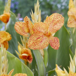 PACIORECZNIK - EN AVANT YELLOW/RED SPOT