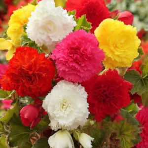 BEGONIA STRZĘPIASTA - MIXED