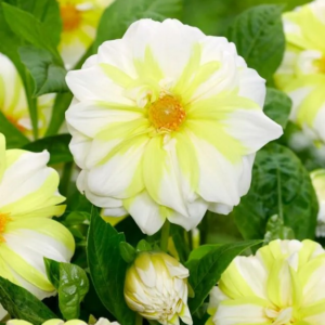 DALIA - FIRE & ICE LEMON