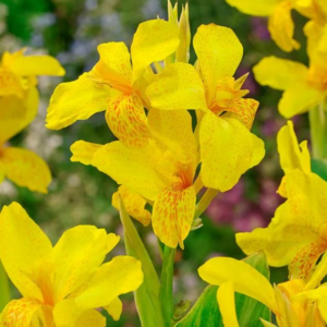 PACIORECZNIK - FUTURITY YELLOW