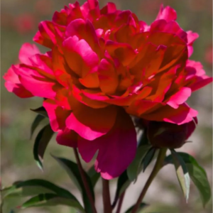 PIWONIA - GARDEN GLORY