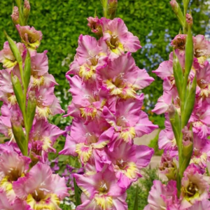 MIECZYK - HAPPY DISCO