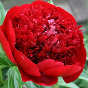 PIWONIA - HENRY BOCKSTOCE